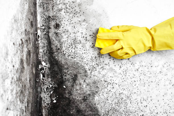 Best Black Mold Removal  in Thomaston, NY