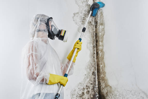 Best Home Mold Removal  in Thomaston, NY