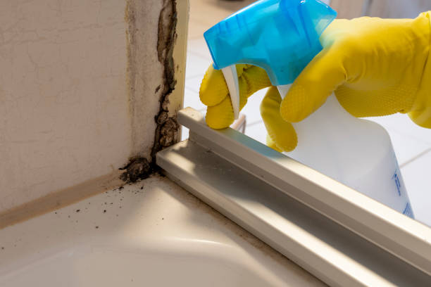 Best Commercial Mold Removal  in Thomaston, NY