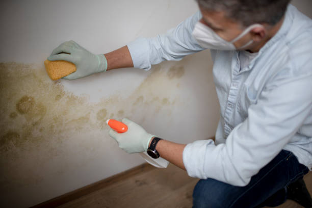 Best Mold Damage Repair  in Thomaston, NY