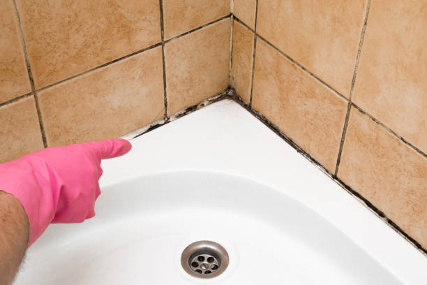 Best Same-Day Mold Removal  in Thomaston, NY